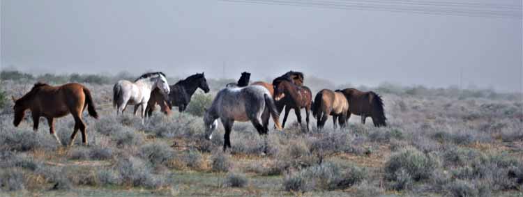 mustangs